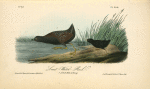 Least Water-Rai, 1. Adult Male 2. Young