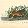Great Red-breasted Rail or fresh-water Marsh Hen-Water-Rail, 1. Male Adult 2. Young