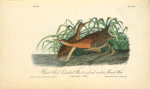 Great Red-breasted Rail or fresh-water Marsh Hen-Water-Rail, 1. Male Adult 2. Young