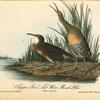 Clapper Rail or Salt-water Marsh Hen, 1. Male 2. Female