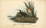 Clapper Rail or Salt-water Marsh Hen, 1. Male 2. Female
