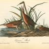 Virginian Rail, 1. Male 2. Female 3. Young