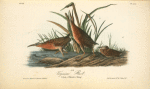 Virginian Rail, 1. Male 2. Female 3. Young