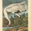 Whooping Crane, Male, adult