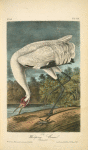 Whooping Crane, Male, adult