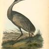 Wooping Crane, Young