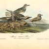 Black-bellied Plover, 1. Male 2. Young in Autumn 3. Nesting