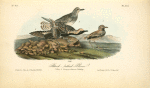 Black-bellied Plover, 1. Male 2. Young in Autumn 3. Nesting