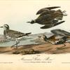 American Golden Plover, 1. Summer plumage 2. Winter 3. Variety in March