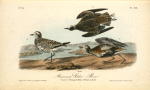 American Golden Plover, 1. Summer plumage 2. Winter 3. Variety in March
