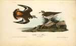 Kildeer Plover, 1. Male 2. Female