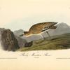 Rocky Mountain Plover, Female