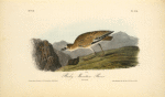 Rocky Mountain Plover, Female