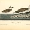 Wilson's Plover, 1. Male 2. Female