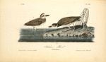 Wilson's Plover, 1. Male 2. Female
