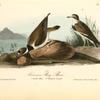 American Ring Plover, 1. Adult Male 2. Young in August