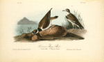 American Ring Plover, 1. Adult Male 2. Young in August