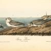 Piping Plover, 1. Male 2. Female