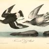 Townsend's Surf-Bird, Females