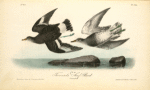 Townsend's Surf-Bird, Females