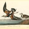 Turnstone, 1. Summer plumage 2. Winter