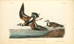 Turnstone, 1. Summer plumage 2. Winter