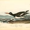 American Oyster-Catcher, Male