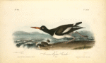 American Oyster-Catcher, Male