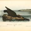 Bachman's Oyster-catcher, Male