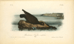 Bachman's Oyster-catcher, Male