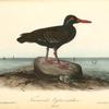 Townsend's Oyster-catcher, Female
