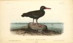 Townsend's Oyster-catcher, Female