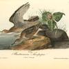 Bartramian Sandpiper, 1. Male 2. Female