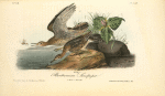 Bartramian Sandpiper, 1. Male 2. Female