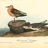Red-breasted Sandpiper, 1.Summer plumage 2. Winter