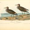 Pectoral Sandpiper, 1. Male 2. Female
