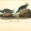 Purple Sandpiper, 1.Summer 2. Winter