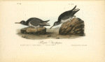 Purple Sandpiper, 1.Summer 2. Winter