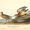 Buff-breasted Sandpiper, 1. Male 2. Female