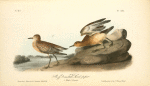 Buff-breasted Sandpiper, 1. Male 2. Female