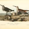 Red-backed Sandpiper, 1. Summer plumage 2. Winter