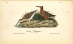 Curlew Sandpiper, 1. Adult Male 2. Young