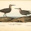 Long-legged Sandpiper