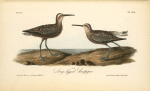 Long-legged Sandpiper