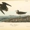Schinz's Sandpiper, 1. Male 2. Female