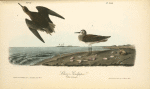 Schinz's Sandpiper, 1. Male 2. Female
