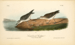 Semipalmated Sandpiper, 1. Summer plumage 2. Winter