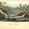 Little Sandpiper, 1. Male, Summer plumage 2. Female