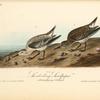 Sanderling Sandpiper, 1. Winter plumage 2. Summer