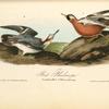 Adult Phalarope, 1. Adult Male 2. Winter plumage